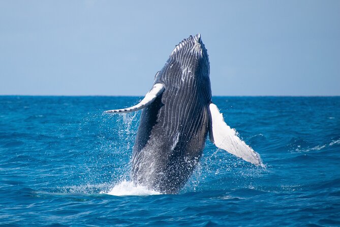 Grand Turk: Whale Watching - Price and Value: Is $200 Worth It for a 3.5-Hour Whale Hunt?