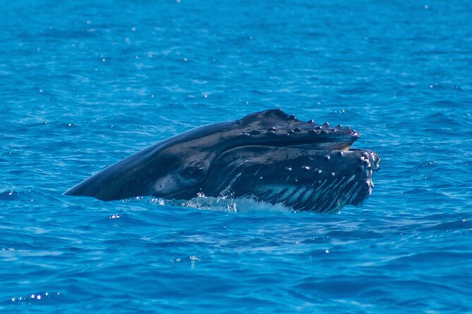 Grand Turk: Whale Watching - Who Should Book This Grand Turk Whale Watching Tour