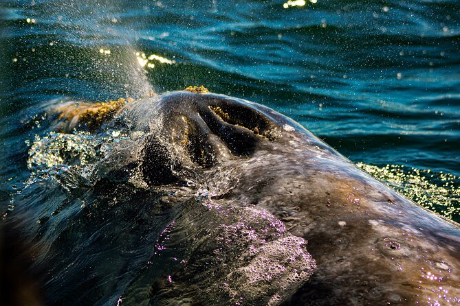 Gray Whale Journey: 10-Hour Tour with 3 Hours of Whale Watching - Breakfast, transport, and what “private boat” means for you