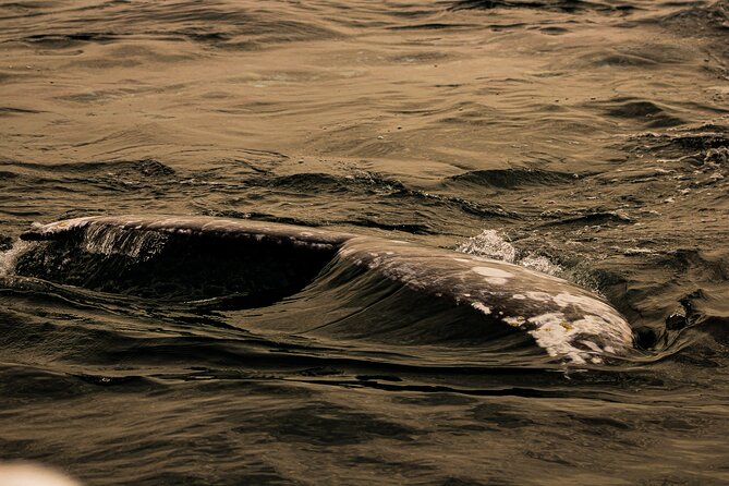 Gray Whale Journey: 10-Hour Tour with 3 Hours of Whale Watching - Gray whale behavior you’ll spot: spy-hopping and mating displays
