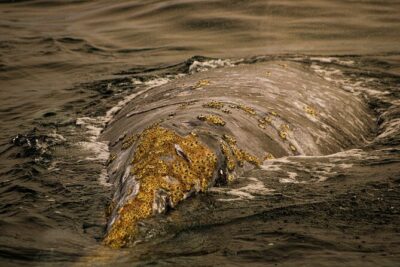 Gray Whale Journey: 10-Hour Tour with 3 Hours of Whale Watching - Bahía Almejas and the 3-hour gray whale watch