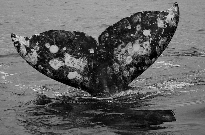 Gray Whale Journey: 10-Hour Tour with 3 Hours of Whale Watching - Food, drinks, and the “value math” at $298.89