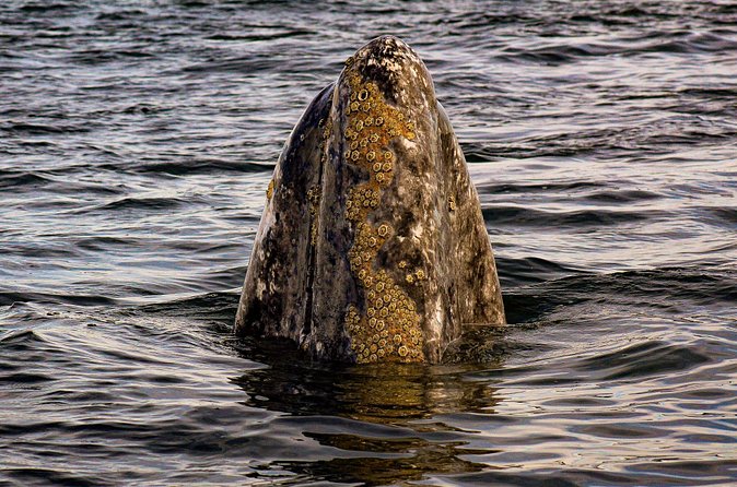 Gray Whale Journey: 10-Hour Tour with 3 Hours of Whale Watching - Weather dependence and what to do if plans change