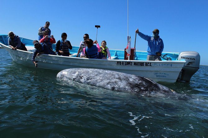 Gray Whale-Watching 2-Day Experience in Magdalena Bay - Key highlights that matter in the real world