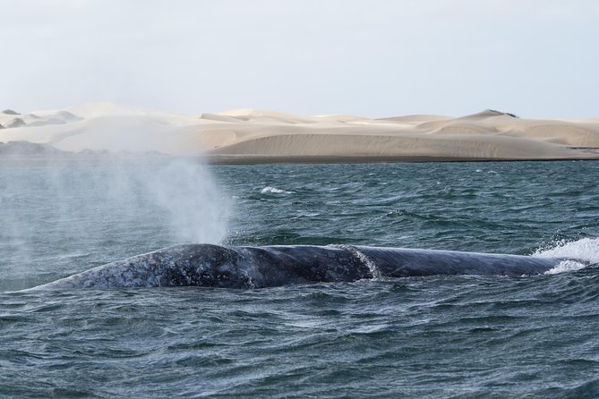 Gray Whale-Watching 2-Day Experience in Magdalena Bay - The 6:00 am start and how you still end up with whale time