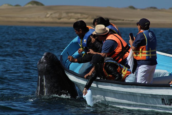 Gray Whale-Watching 2-Day Experience in Magdalena Bay - Magdalena Bay itself: sand dunes, mangroves, and why the whales choose it