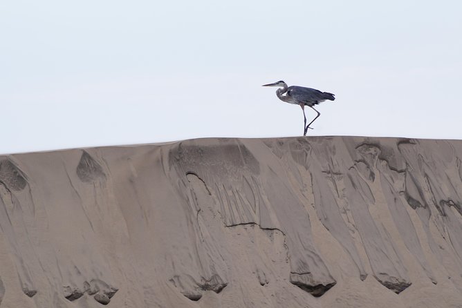 Gray Whale-Watching 2-Day Experience in Magdalena Bay - The second half: lunch, goodbye, and the long return to Cabo