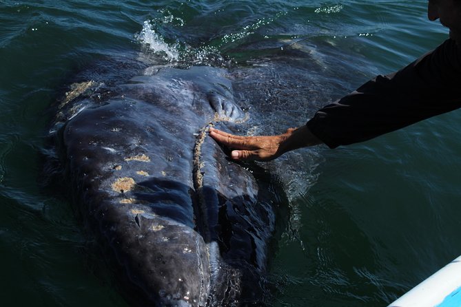 Gray Whale-Watching 2-Day Experience in Magdalena Bay - Cabo San Lucas to Lopez Mateos: the ride is long, but it sets the tone