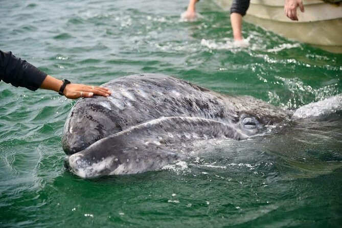 Gray Whale Watching Expedition at Magdalena Bay - Key highlights you should care about