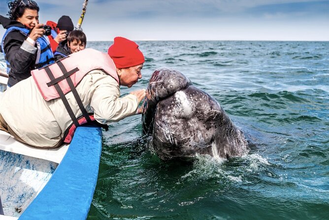 Gray Whale Watching Expedition at Magdalena Bay - How Magdalena Bay gray whale watching really works
