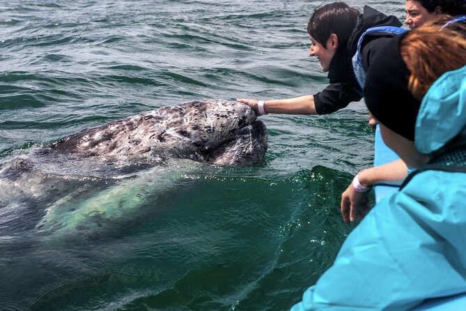 Gray Whale Watching Expedition at Magdalena Bay - Finding whales in Bahía Magdalena and Almejas (and why the captain matters)