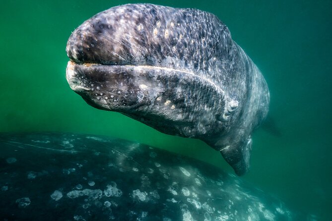 Gray Whale Watching Expedition at Magdalena Bay - What you’ll actually see: gray whale behavior up close