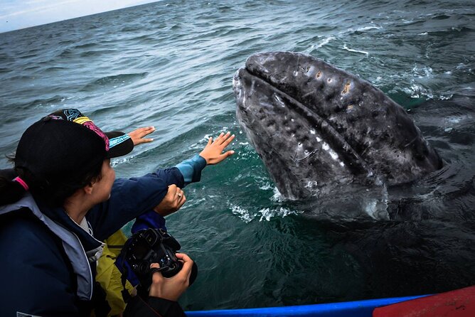 Gray Whale Watching Expedition at Magdalena Bay - Dolphins and sea birds: the bonus wildlife that makes the wait worth it
