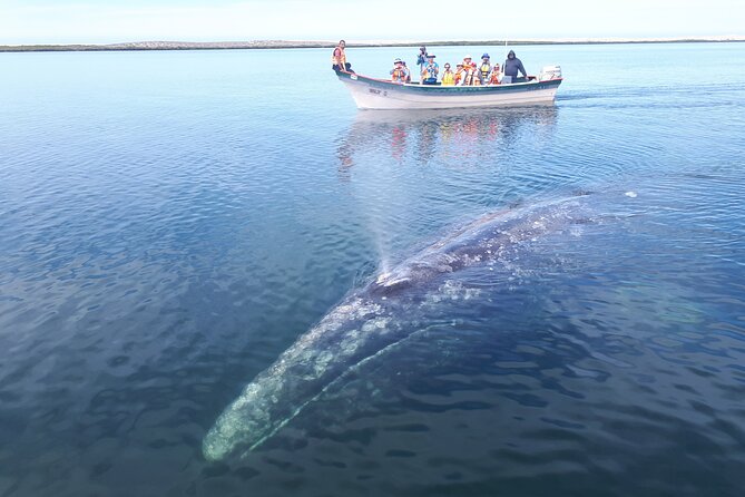 Gray Whale Watching Expedition at Magdalena Bay - Learning on the water: the role of guides like Juan Carlos