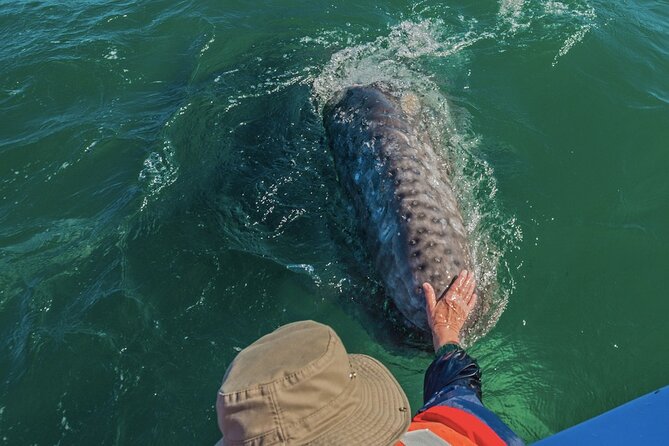Gray Whale Watching Expedition at Magdalena Bay - Time on the water: why two hours is the sweet spot