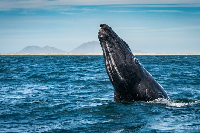 Gray Whale Watching Expedition at Magdalena Bay - Meeting at Puerto Chale: easy start, clear return