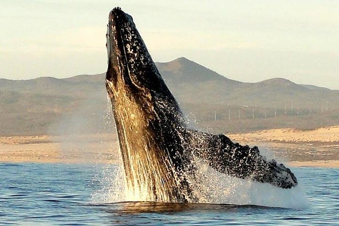 Gray Whale Watching Tour at Lopez Mateos - Gray Whale Watching in Loreto: what you’re really signing up for
