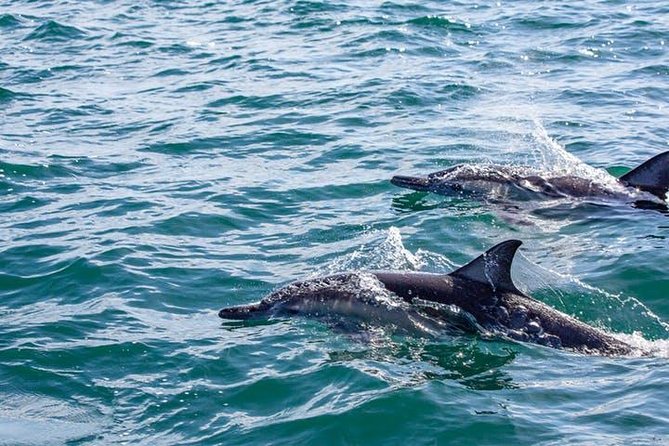 Gray Whale Watching Tour at Lopez Mateos - Magdalena Bay and gray whale encounters: what to expect
