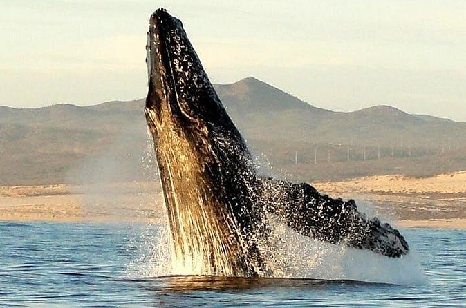 Gray Whale Watching Tour at Lopez Mateos - The full 8-hour day: lunch, refreshments, and pacing that works