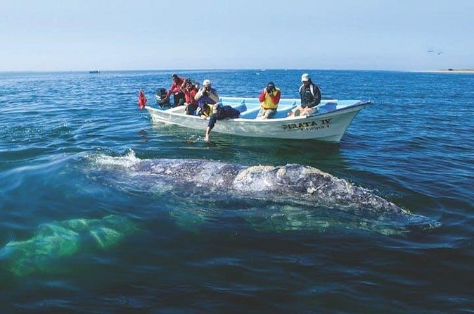 Gray Whale Watching Tour at Lopez Mateos - Price and value: is $185 worth it?