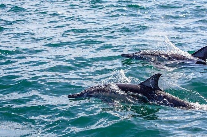 Gray Whale Watching Tour at Lopez Mateos - Who this tour suits best (and who might pause)