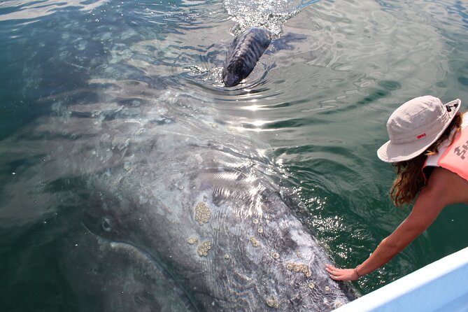 Gray Whale Watching Tour with Marine Biologist and Small Group - Key Highlights You’ll Care About