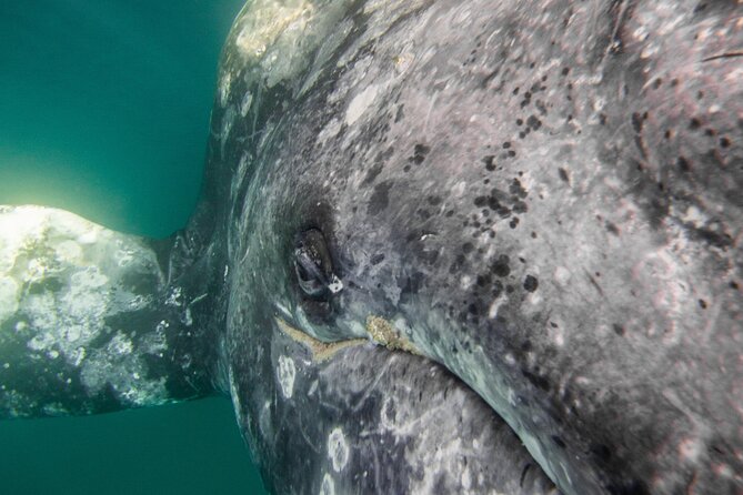 Gray Whale Watching Tour with Marine Biologist and Small Group - Gray Whale Season Near La Paz: Why This Trip Hits in Winter