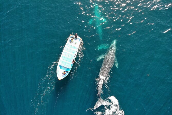 Gray Whale Watching Tour with Marine Biologist and Small Group - Leaving Shore: What the Boat Time Actually Gives You