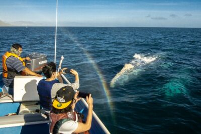 Gray Whale Watching Tour with Marine Biologist and Small Group - La Paz Pickup and the Puerto Chale Drive: The Part You Should Time Correctly