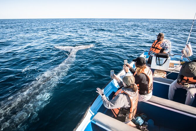 Gray Whale Watching Tour with Marine Biologist and Small Group - On Board With the Marine Biologist: Learning That Makes the Sightings Mean Something