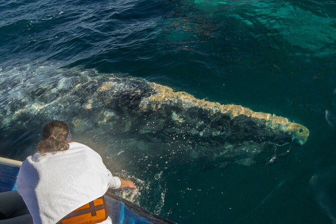 Gray Whale Watching Tour with Marine Biologist and Small Group - Gray Whale Viewing Rules: How the Trip Stays Respectful