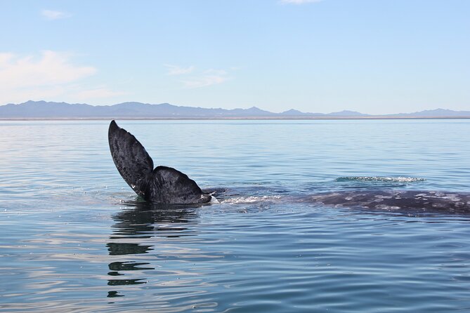 Gray Whale Watching Tour with Marine Biologist and Small Group - How the Crew and Small Group Size Changes Everything