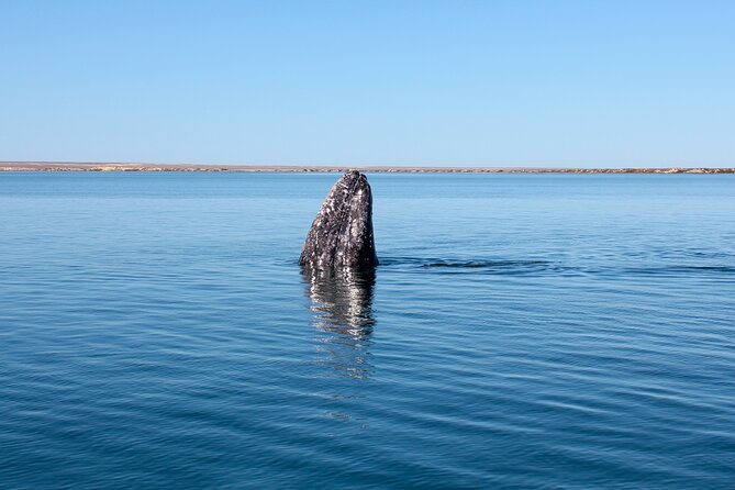 Gray Whale Watching Tour with Marine Biologist and Small Group - The Puerto Chale Lunch: Fresh Seafood and a Real Place, Not a Food Court