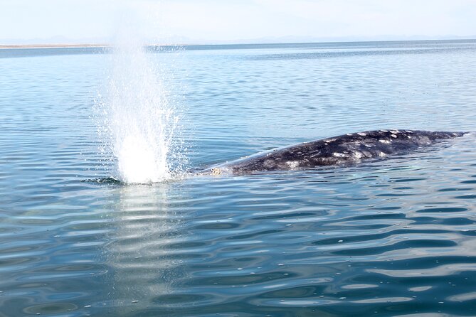 Gray Whale Watching Tour with Marine Biologist and Small Group - What’s Included, and Why That Can Make the Price Feel Fair