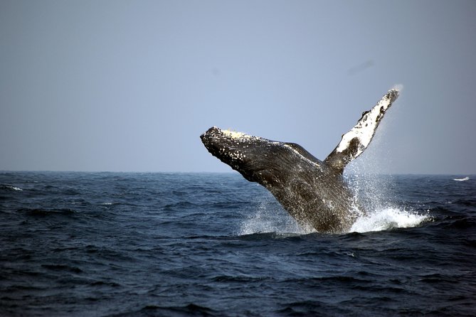Great Whale Watching at Kerama Islands and Zamami Island - Key Highlights You’ll Want to Know