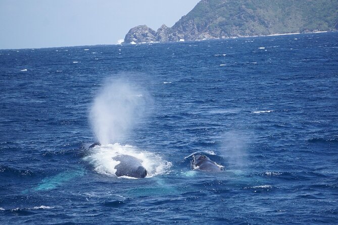Great Whale Watching at Kerama Islands and Zamami Island - Zamami Whale Watching Feels Fast and Focused