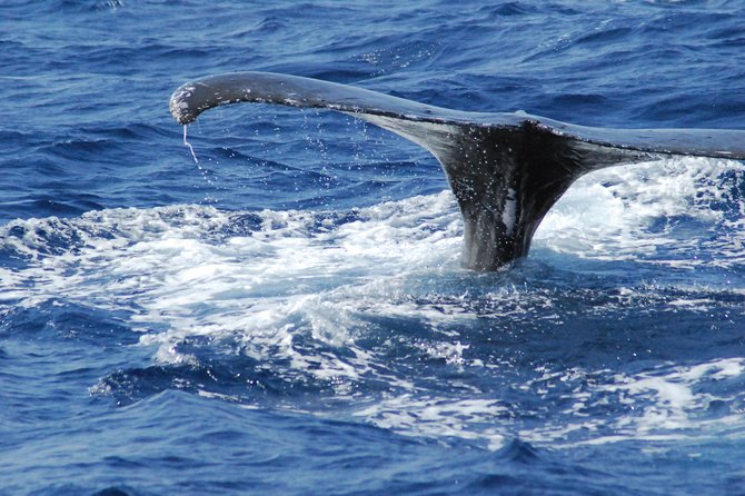 Great Whale Watching at Kerama Islands and Zamami Island - On Board Comfort: Gear, Drinks, and a Relaxed Setup