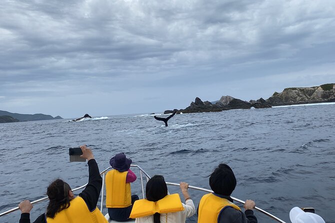 Great Whale Watching at Kerama Islands and Zamami Island - How Whales Get Found: Multi-Deck Searching and a Fast Run