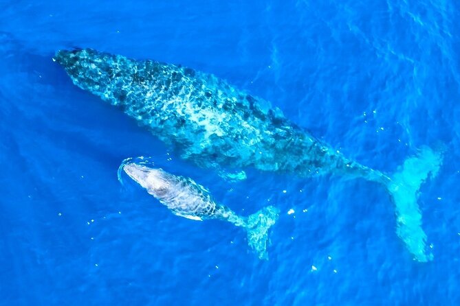 Great Whale Watching at Kerama Islands and Zamami Island - The Lecture That Makes Watching Easier