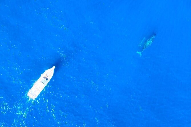 Great Whale Watching at Kerama Islands and Zamami Island - What You Might See: Mother, Calf, and Tail Moments