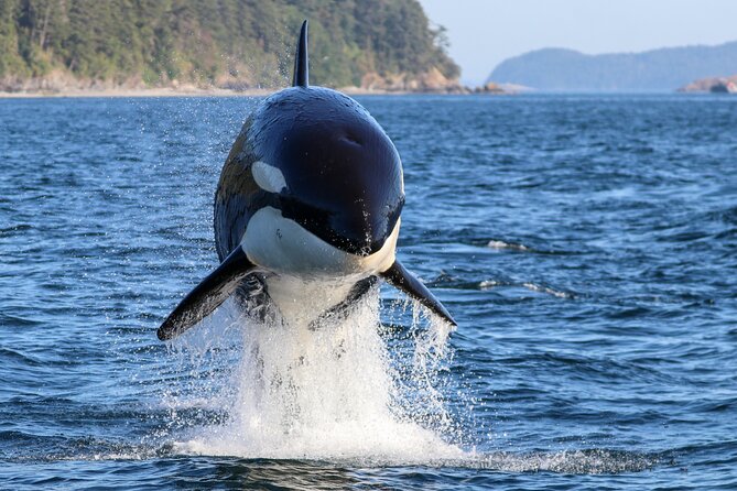 Guaranteed Whale Watch Tour from Anacortes - Key things to know before you go