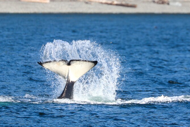 Guaranteed Whale Watch Tour from Anacortes - Island Explorer 5: three levels, stable ride, real viewing space