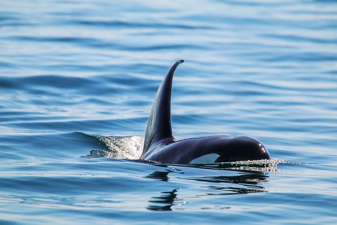 Guaranteed Whale Watch Tour from Anacortes - Price and value: $119 for a wildlife-focused day