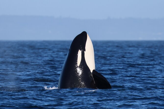 Guaranteed Whale Watch Tour from Anacortes - Tips that improve your odds of having a great day