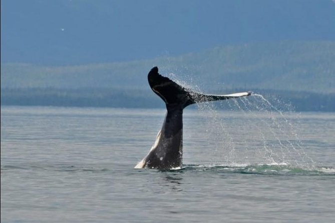 Guaranteed Whale Watching Adventure - Key points worth knowing before you go