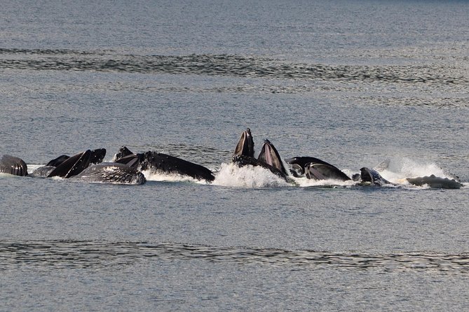 Guaranteed Whale Watching Adventure - Boat feel and viewing comfort on a max-24 trip
