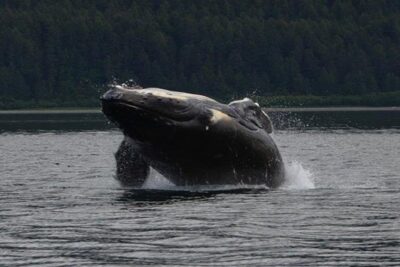 Guaranteed Whale Watching Adventure - The 3-hour plan: how the time is used on the water