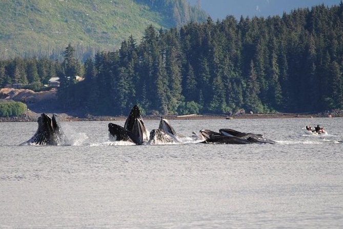Guaranteed Whale Watching Adventure - Weather tips: what to pack so you stay comfortable
