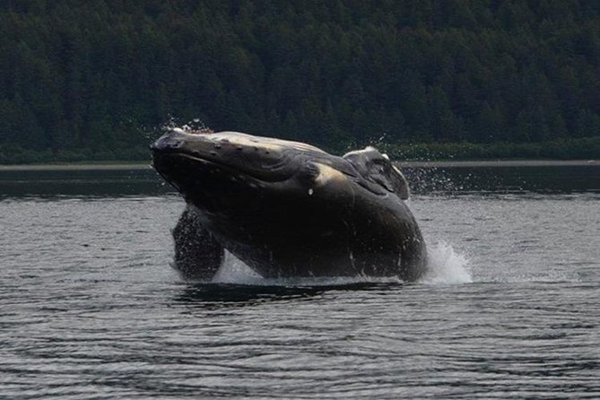 Guaranteed Whale Watching Adventure - The 3-hour plan: how the time is used on the water