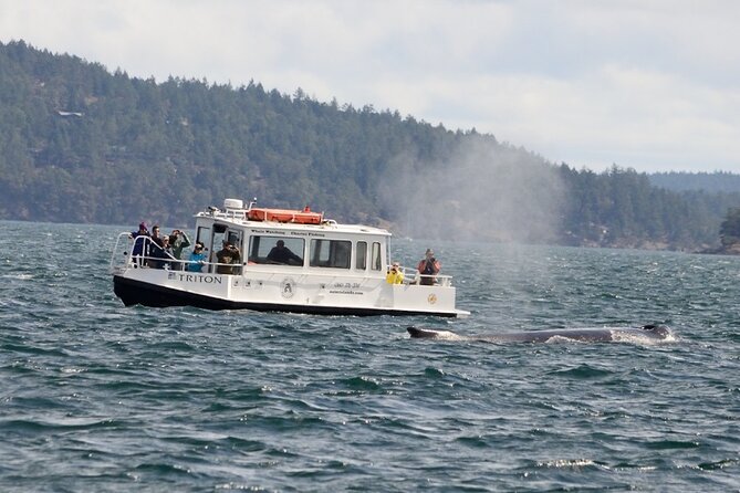 Guaranteed Whale Watching Tour - Key things that make this tour worth your time